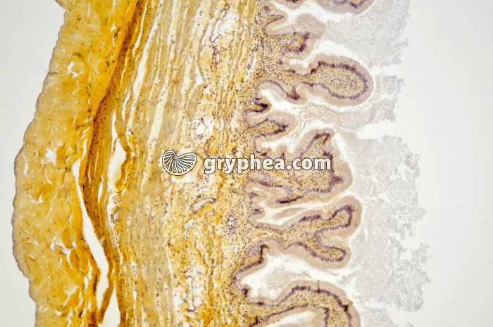 Oesophage Chien x25 - gryphea.org